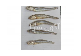فروش ماهی خشک متوتا،آنچوی‌صادراتی