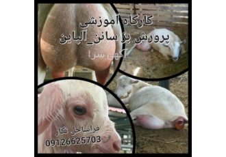 دوره آموزشی پرورش بز سانن کارگاه آموزشی پرورش بز سانن و آلپاین