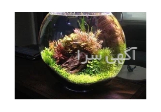 تنگ گیاهی