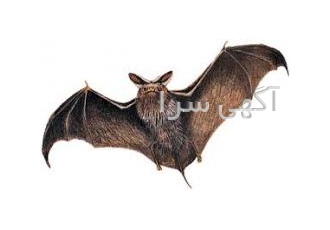 دستگاه دور کننده خفاش