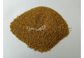بذر یونجه اصیل همدانی