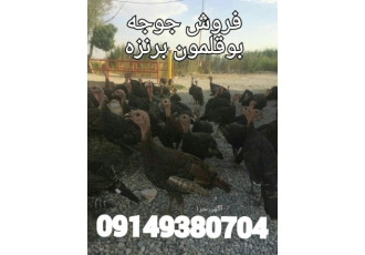 فروش جوجه بوقلمون برنز جوجه بوقلمون بورن بورن فروش جوجه بوقلمون برنز