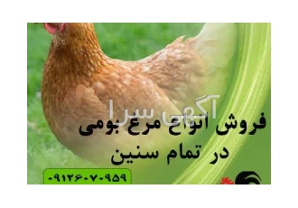 فروش مرغ بومی تخم گذار آماده - طیور - طیور