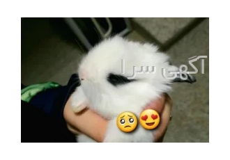 خرگوش نر دوماهه سفید نژاد نیمه لوپ در اصفهان خرگوش سفید نر دوماهه نژاد