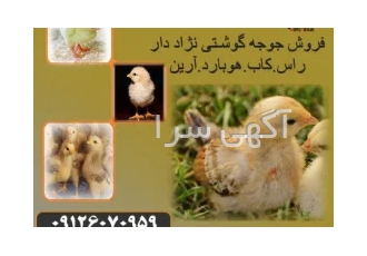 جوجه گوشتی قیمت جوجه گوشتی یکروزه طیور در تهران جوجه گوشتی قیمت