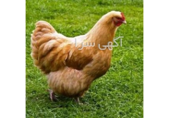 فروش مرغ تخم گذار فروش مرغ بومی فروش جوجه مرغ بومی فروش مرغ تخمگذار
