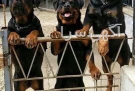 آگهی سگ فروشی