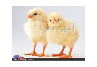 فروش جوجه یکروزه مرغ تخمگذاربومی نیمچه تخمگذار فروش ویژه ی جوجه