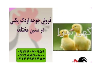 قیمت جوجه اردک 20 روزه - فروش جوجه اردک پکنی - طیور