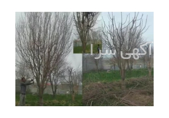 هرس درخت نهال پیوند در مشهد سلام هرس درخت با تضمین کتبی و بازدید