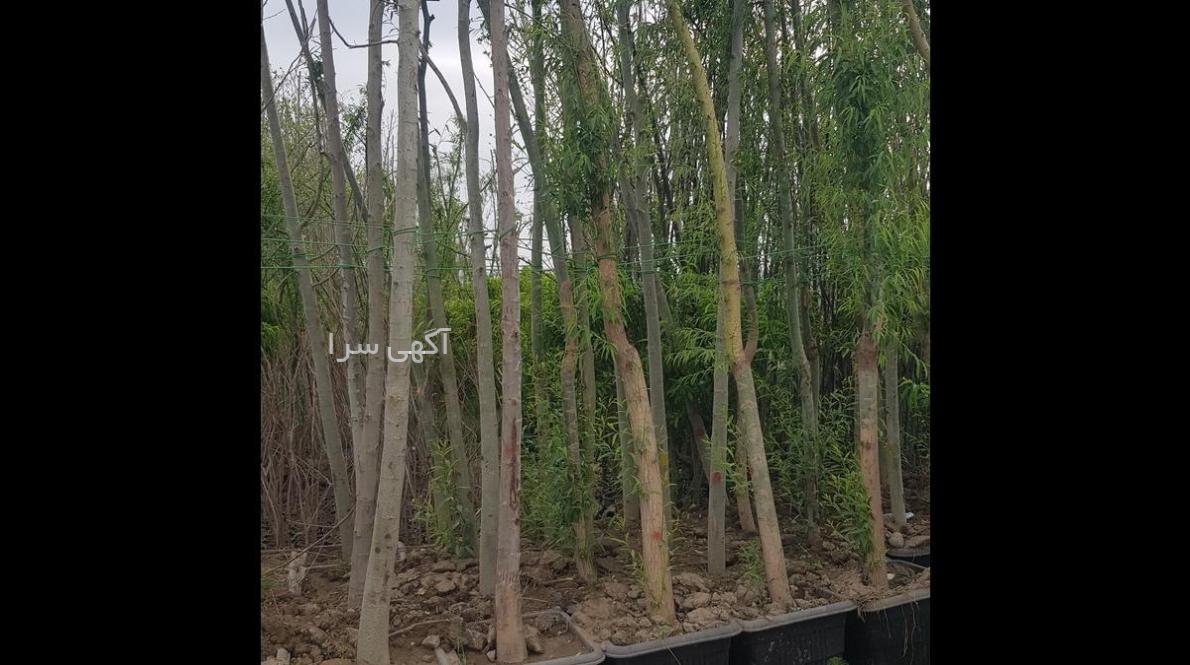 شماره مطب صفورا طاهر
