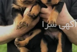 آگهی سگ سرابی