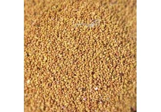 فروش بذر یونجه عمده و خورده در ایلخچی با سلام ما فروشنده بذر یونجه