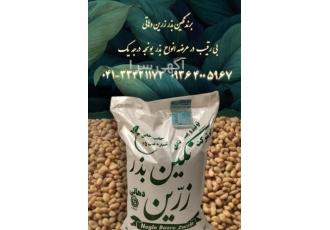 قیمت بذر یونجه