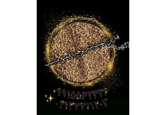 فروش بذر یونجه و بذر علوفه با قیمت مناسب