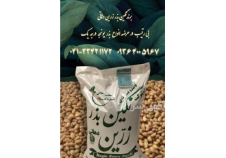 بذر یونجه نیکشهری - فروش بذر یونجه سس گیری شده