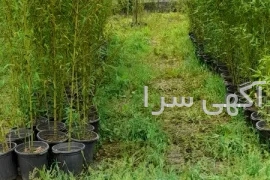 آگهی های سایر موضوعات - لاهیجان