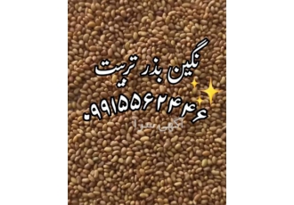 فروش بذر یونجه و فروش بذر علوفه به قیمت مناسب در زرآباد در نگین بذر