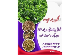 فروش بذر یونجه درجه یک در ارقام متنوع در بیله سوار مجموعه نگین بذر