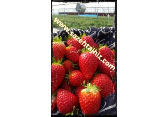 تجهیزات و لوازم گلخانه ای ساخت گلخانه کشت در بستر گروبگ دستگاه