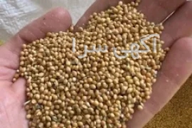 آگهی های سایر موضوعات - سبزه وار