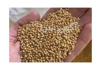فروش ارزن خارجی