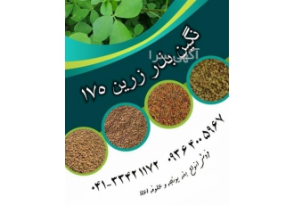 فروش بذر یونجه پایه بلند و اصیل