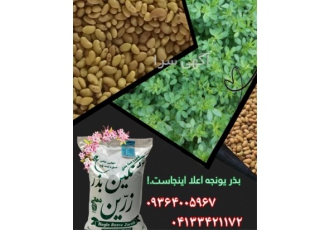 فروش بذر یونجه ، صادر و وارد کننده بذر یونجه