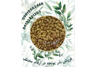 تامین بذر یونجه درجه یک ، بهترین قیمت بذر یونجه