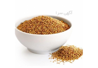 فروش بذر یونجه پایه بلند .تناژ بالا. بدون سس