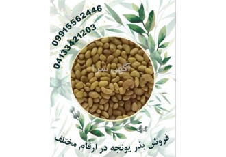 خرید و فروش بذر یونجه بوجاری شده با کیفیت عالی