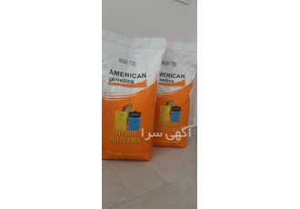 فروش ویژه بذر ذرت امریکن ژنتیکس وارداتی 2022