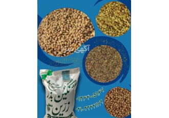 فروش بذر یونجه و فروش بذر علوفه در خوی فروش بذر یونجه پایه بلند درجه یک
