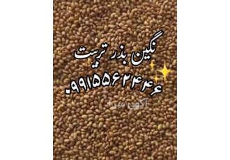 قیمت فروش بذر یونجه درجه یک پایه بلند