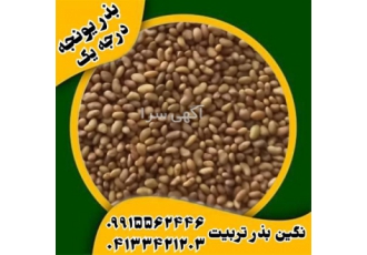 فروش بذر یونجه پایه بلند تضمینی