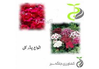 گل و گیاه