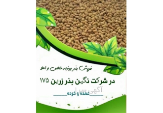 فروش بذر یونجه و بذر علوفه اعلا&#۱۶۰;خلوص بالا در خرم آباد فروش بذر