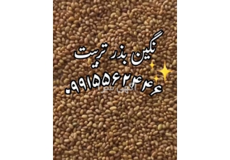 فروش بذر بوجاری شده ، ارائه بهترین قیمت بذر یونجه
