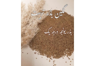 بذر یونجه و بذر علوفه تضمینی در بندرعباس انواع بذر یونجه با کیفیت درجه