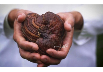 لاغری آسان با گانودرما - فروش گانودرما