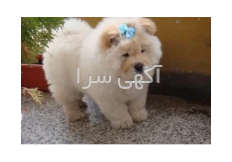 توله چاوچاو ۵۰روزه واکسینه شده همراه با مدارک کامل در تهران چاوچاو