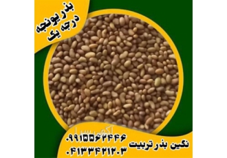 قیمت فروش بذر یونجه و بذر علوفه درجه یک