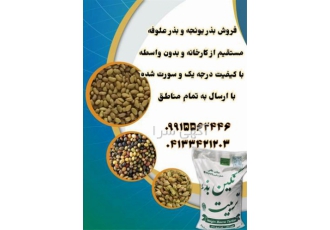 بذر یونجه پایه بلند اصیل خریدو فروش بذر یونجه در باشت در نگین بذر
