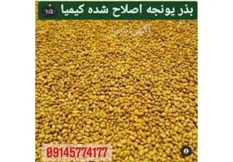 بذر نیک شهری اصلاح شده شرکت کیمیا بذر در ایرانشهر بذر یونجه اصلاح شده