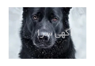 فروش سگ ژرمن بلک توله و بالغ