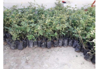 فروش نهال نایلکسی گل محمدی کاشان گل گلاب مهندس ساداتی فروش نهال گل