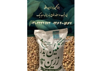 فروش بذر یونجه پایه بلند در انواع مختلف در تاکستان انواع بذر یونجه پایه