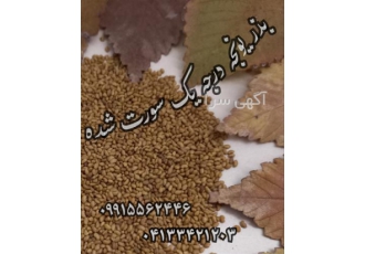 قیمت فروش بذر یونجه تضمینی