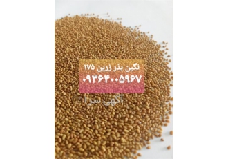 فروش بذر یونجه سسگیری شده