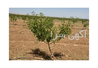 باغات4هزارمتری در مزرعه بادام چسکین